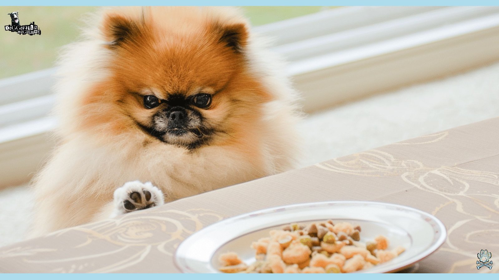 Why Your Dog is Not Eating but Still Acting Normal