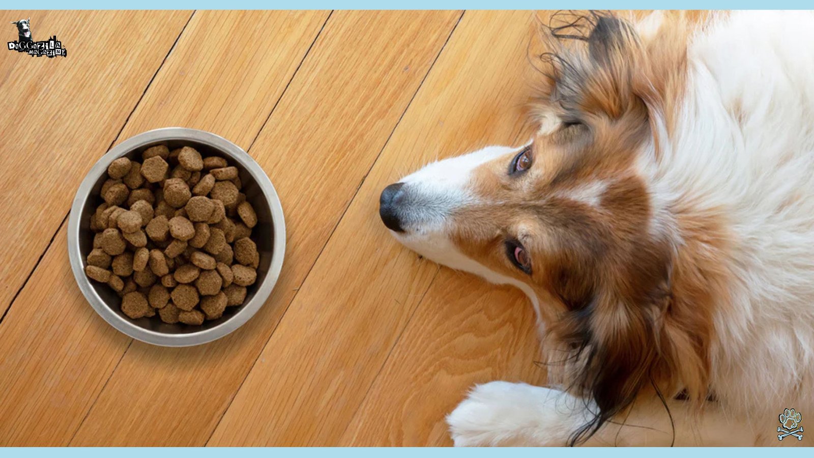 Learn The Reasons Why Your Dog is Not Eating but Still Acting Normal