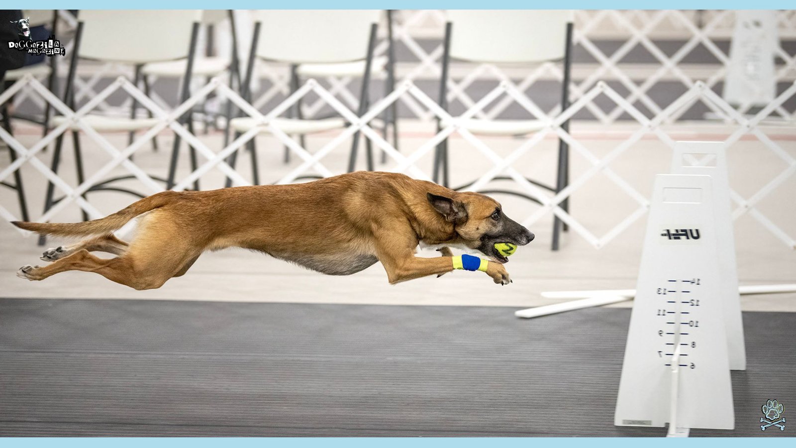 Beginner's guide to Flyball for Dogs