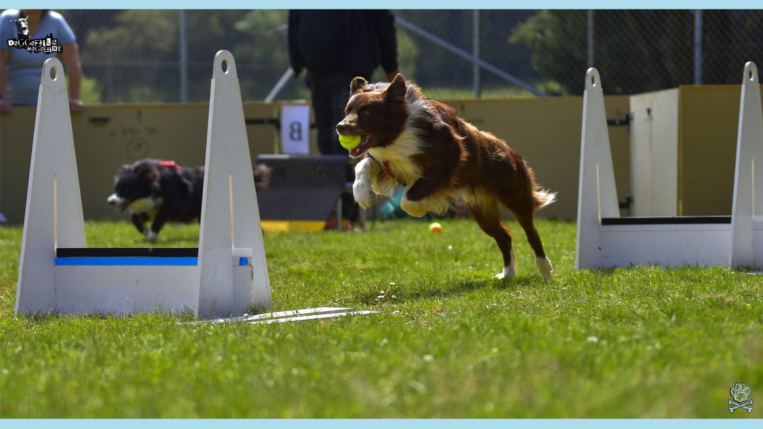Flyball for Dogs: Beginner's Guide to The Sport • Doggozila Magazine