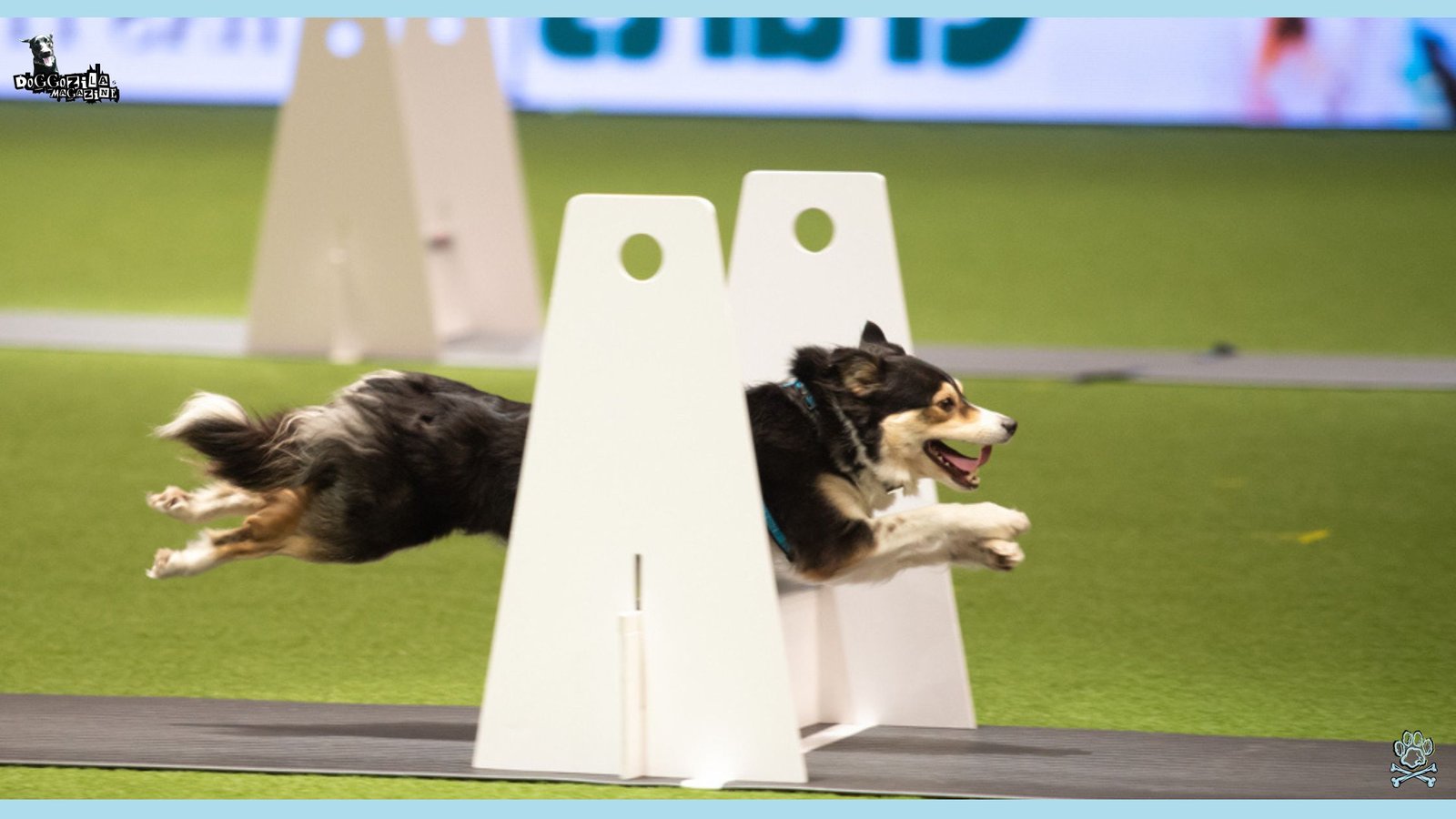 happy dog play sports