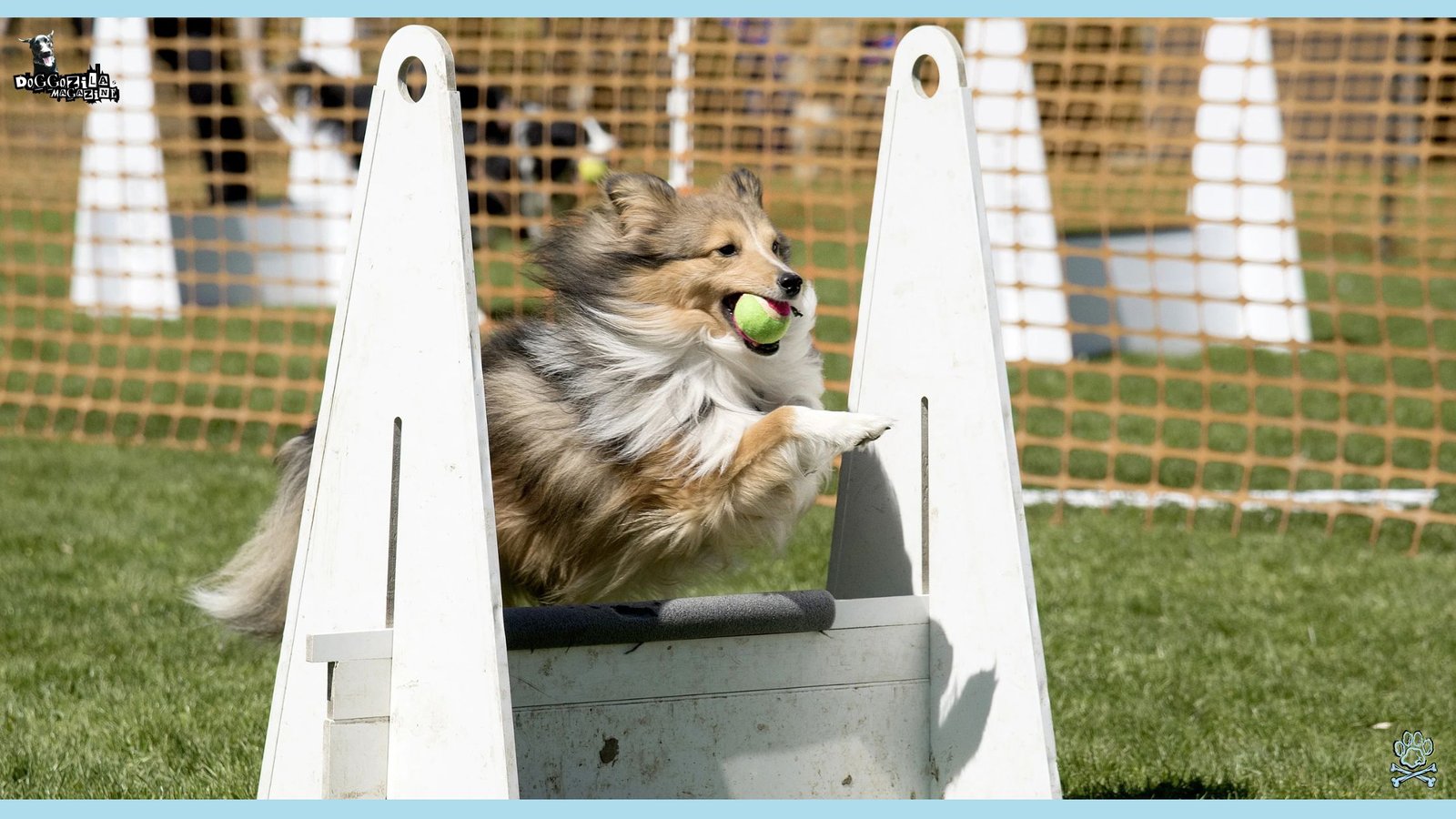 sheltie dog play sports