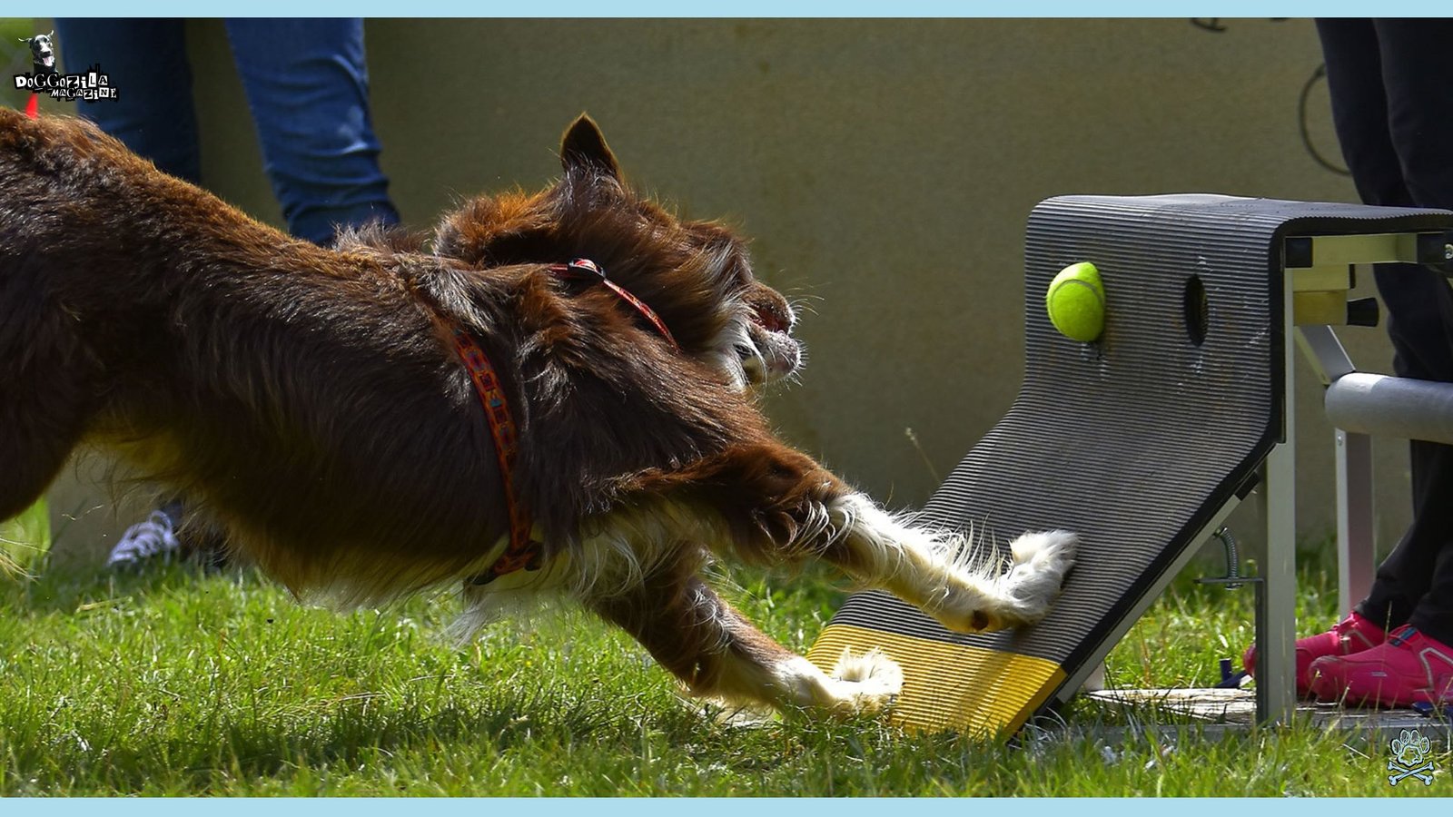 happy dog play sports