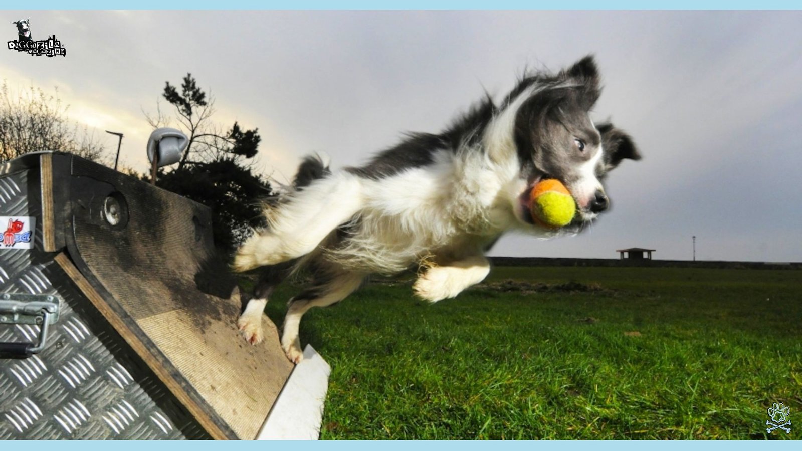 happy dog loves tennis balls