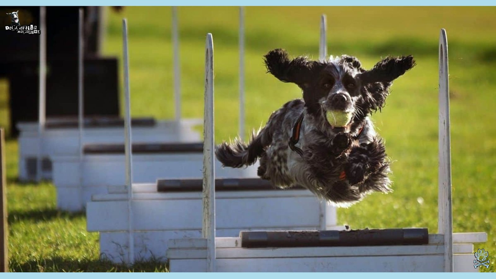 Flyball for Dogs