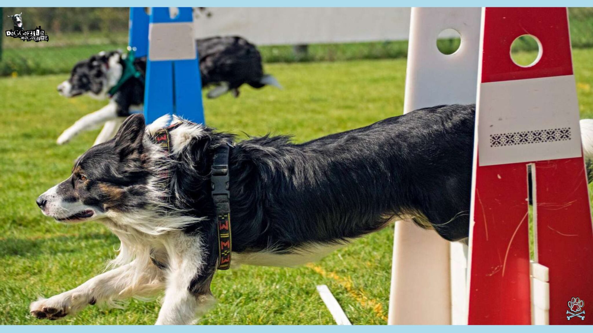 Flyball for Dogs: Beginner's Guide to The Sport • Doggozila Magazine