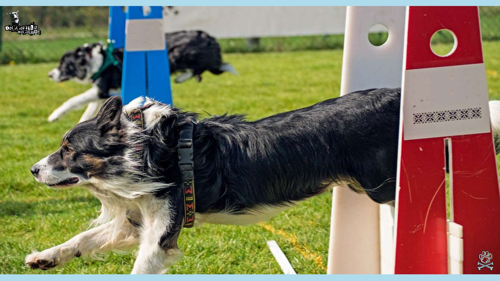 Guide to Flyball for Dogs