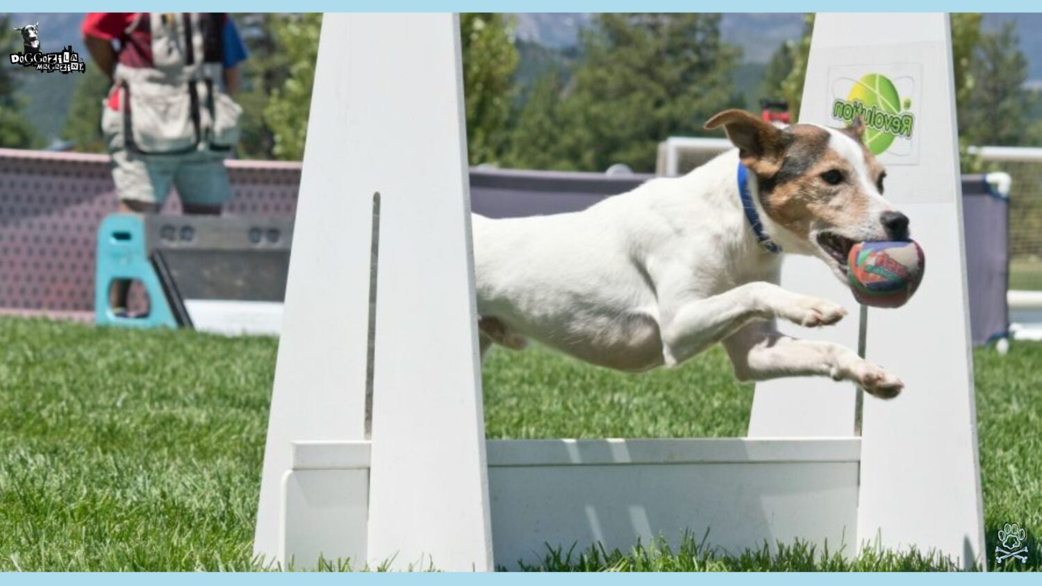 Flyball for Dogs: Beginner's Guide to The Sport • Doggozila Magazine