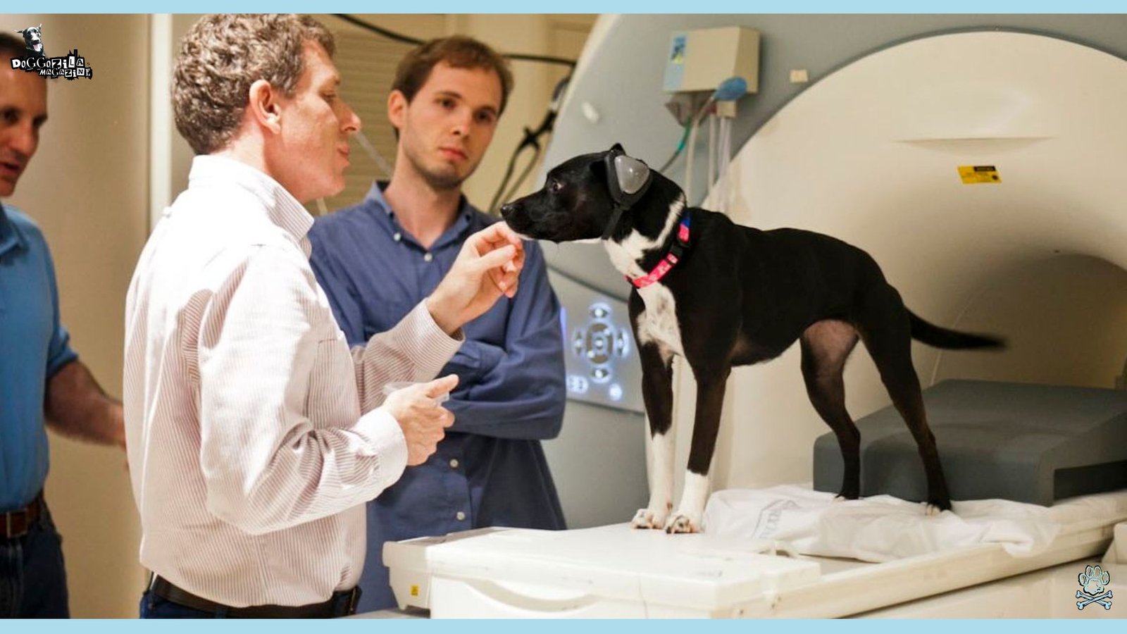 Vets are prepping the Cute dog to go inside a MRI machine for a scan