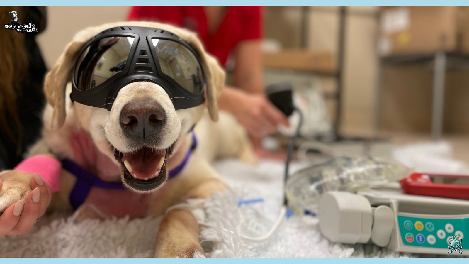 happy dog at the vet for a routine check