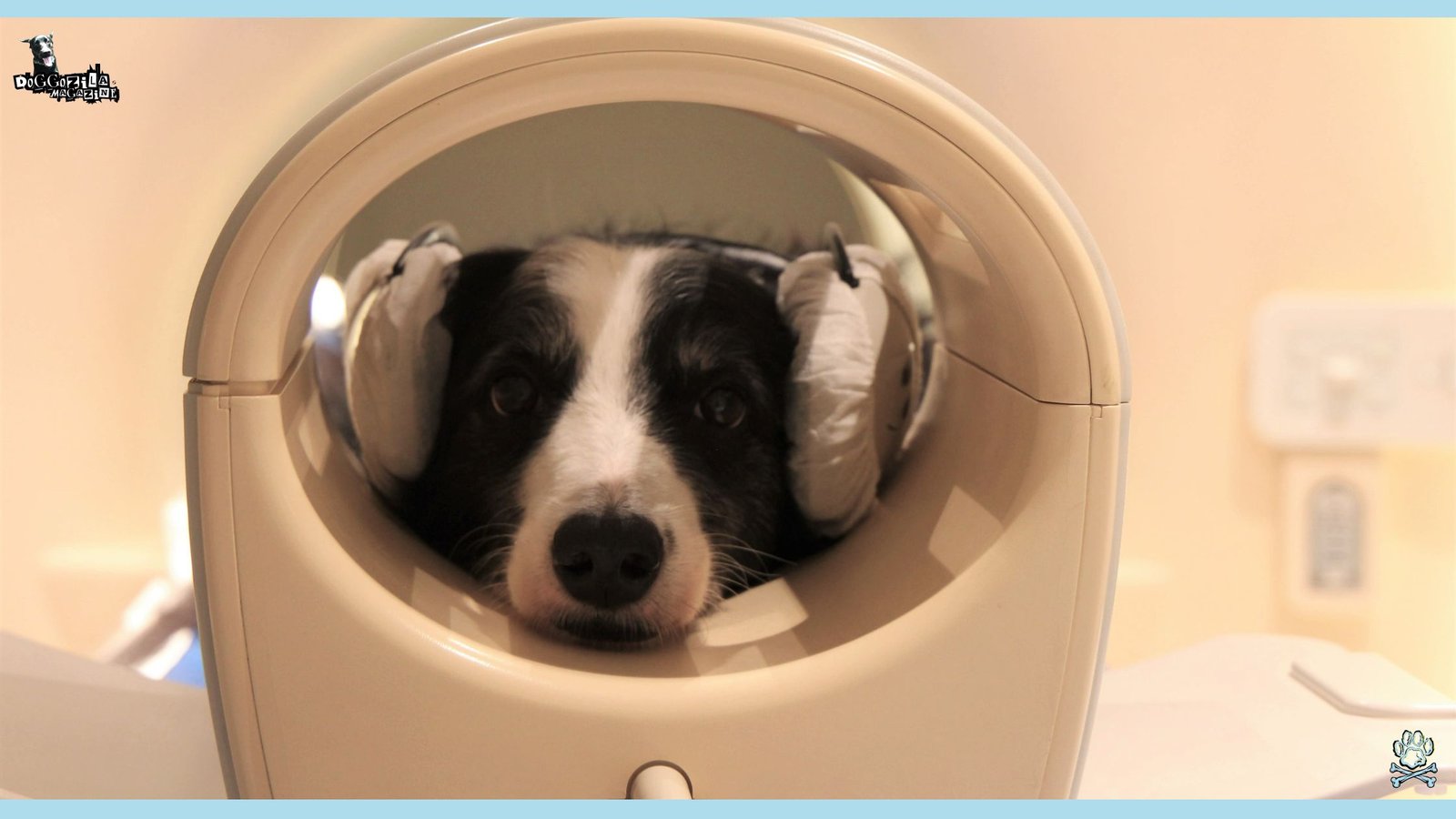 Cute dog inside a MRI machine 