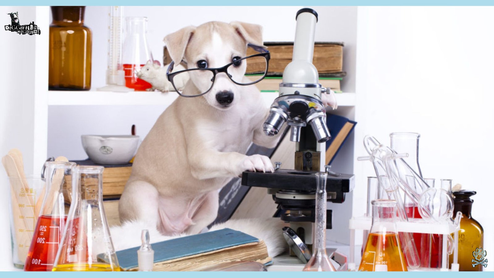 little puppy in his laboratory