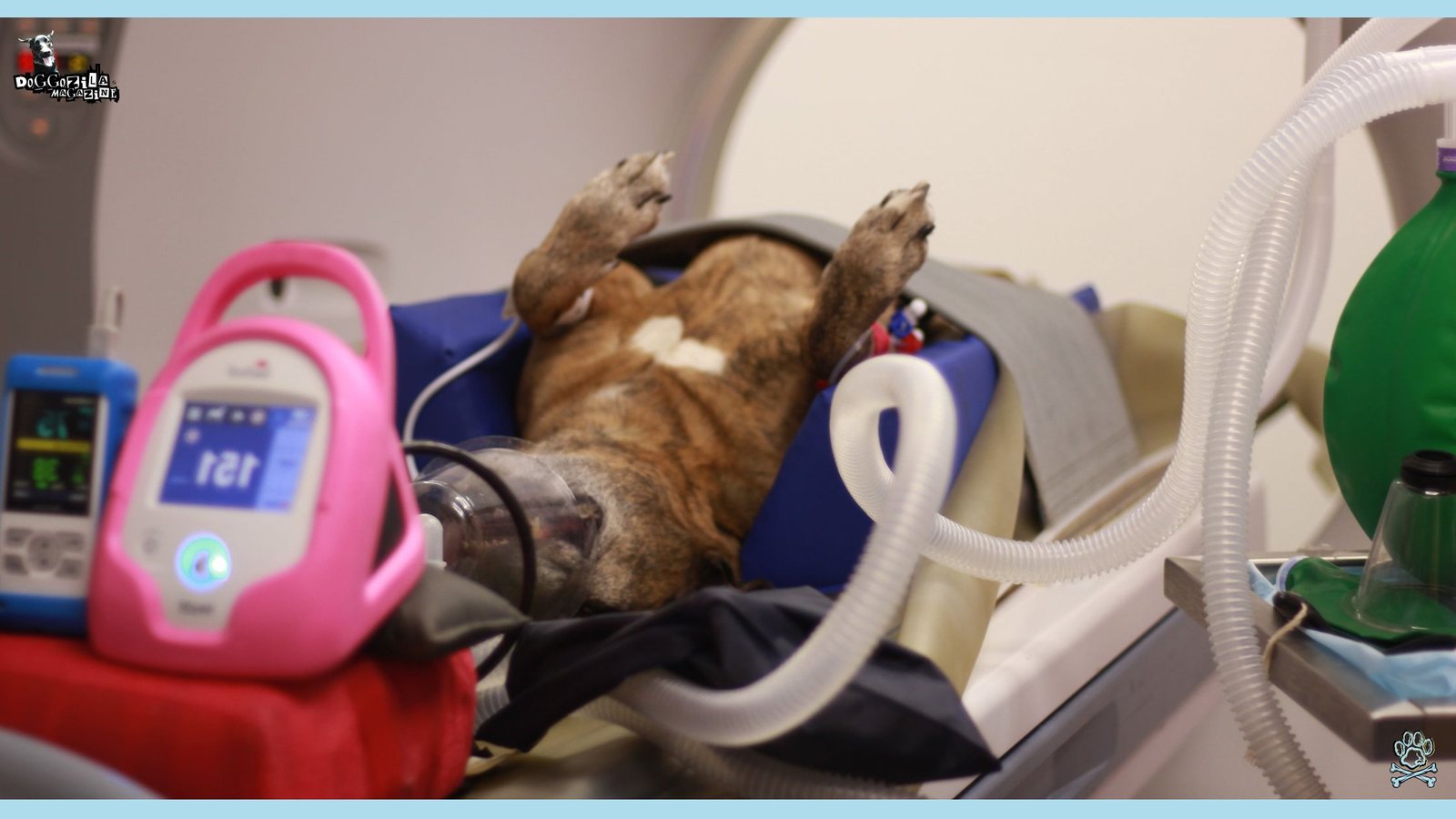 Find Out About All of The Latest Dog Research for 2025