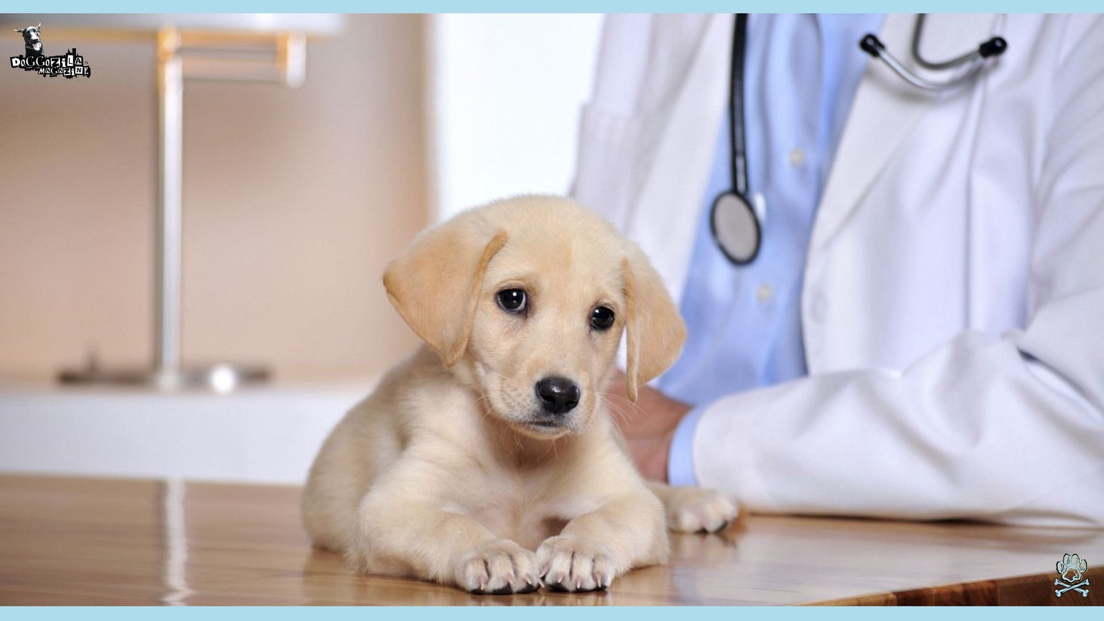 The Latest Dog Studies and Veterinary Research for 2025