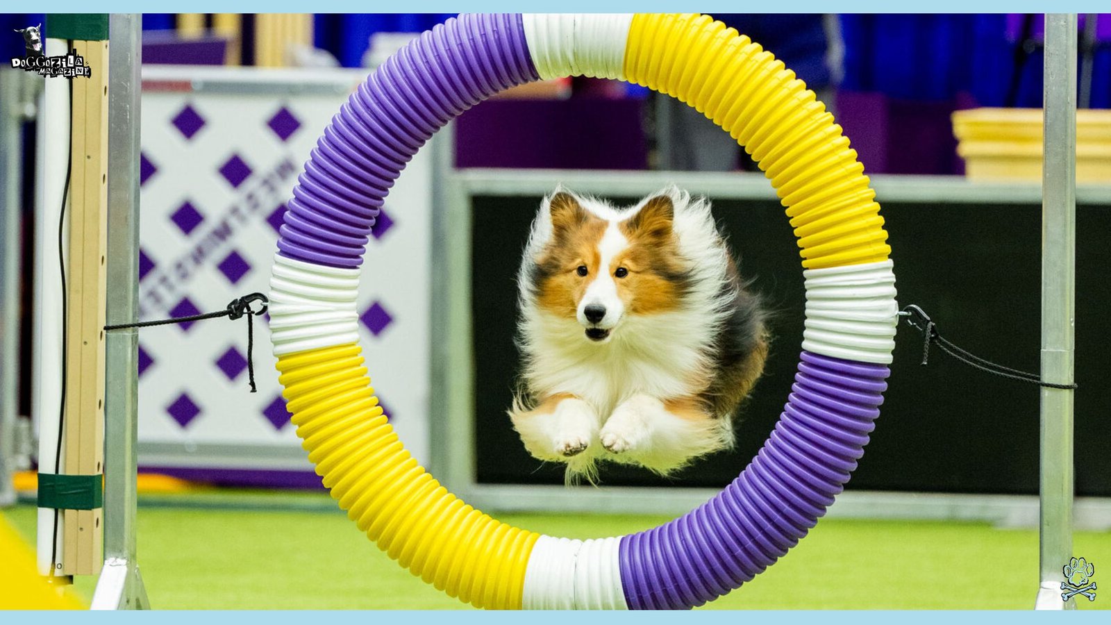 big jump by an awesome sheltie dog