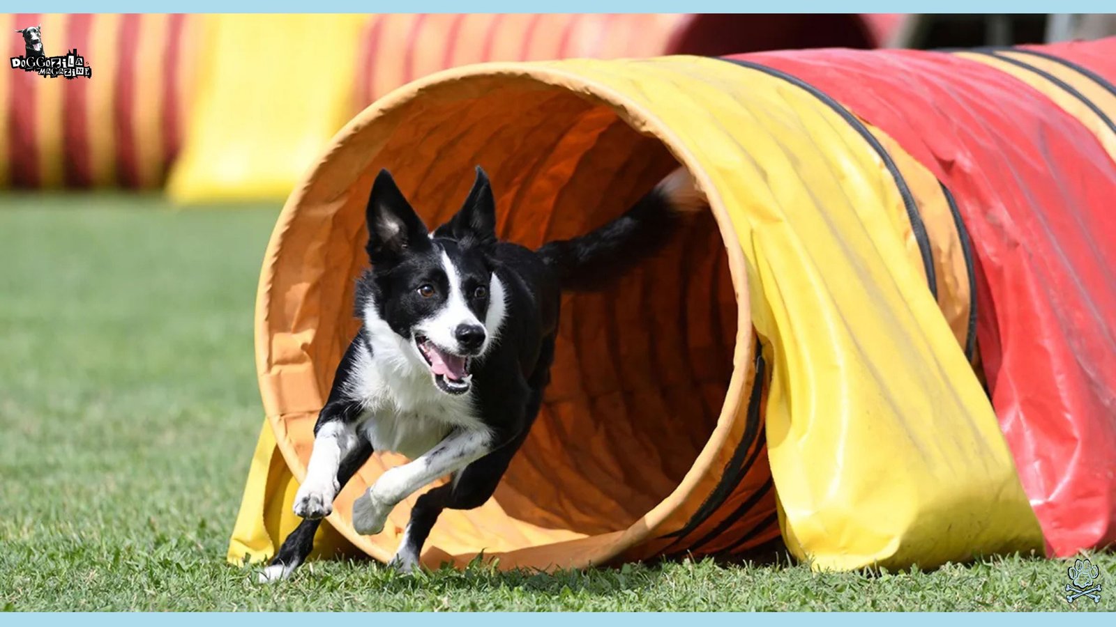 tunnel run section of agility competition