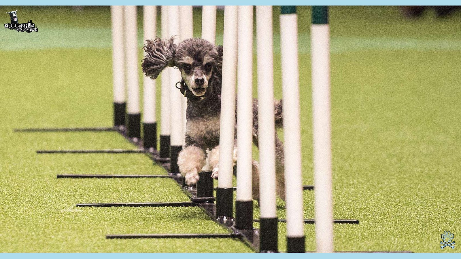 cute dog doing his best in the agility competition