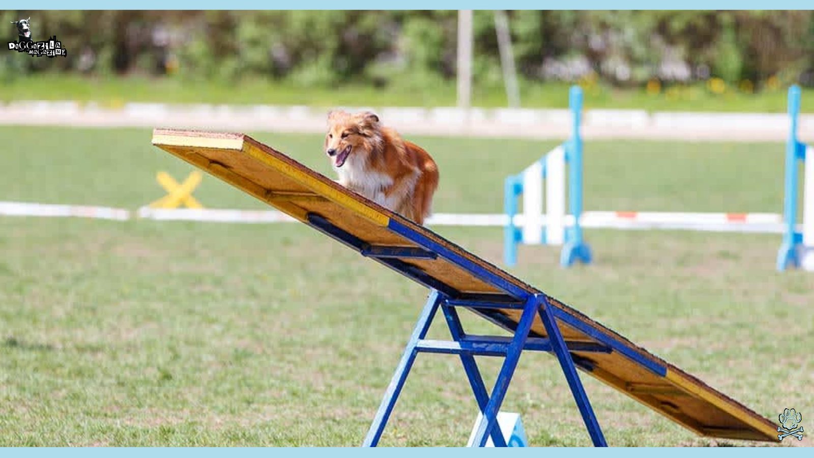 Guide to Dog Agility Training for Competitions