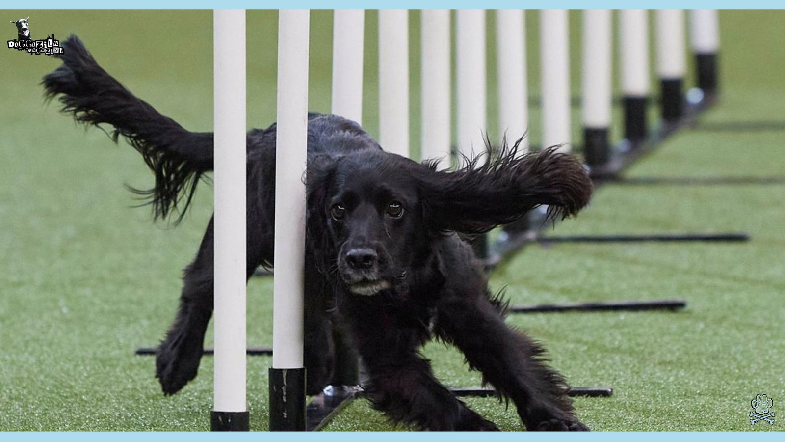 Guide to Dog Agility Training for Competitions