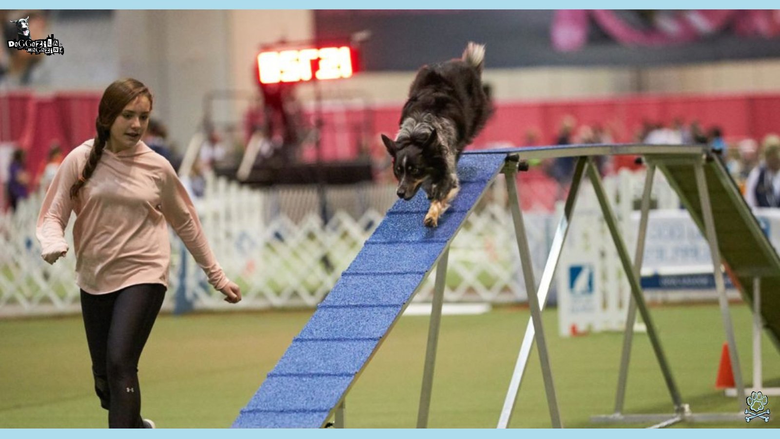 Guide to Dog Agility Training for Competitions