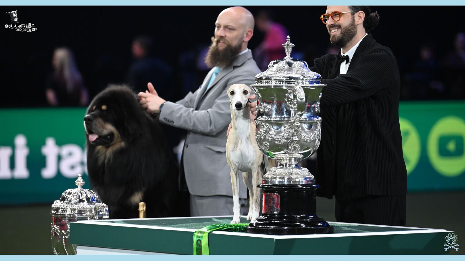 Guide to Dog Agility Training for Competitions