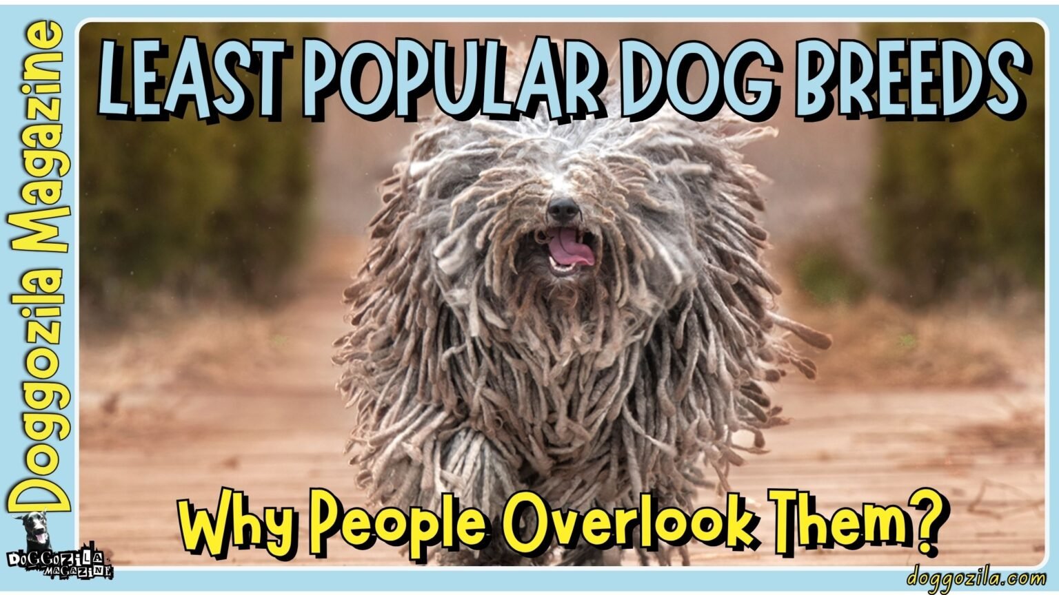 This Rastafarian looking dog is the cover photo for the least popular dog breeds on doggozila magazine