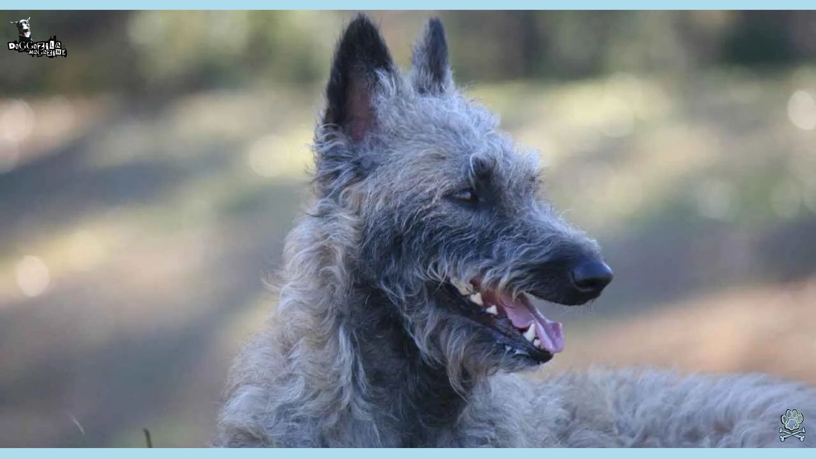 This Grey fur dog with pointy ears is one of The Least Popular Dog Breeds