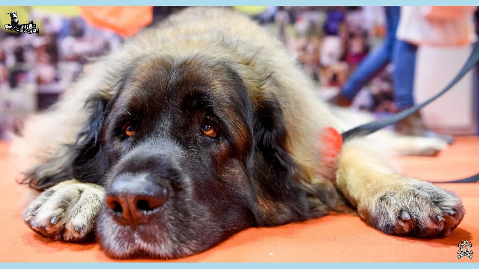 This brown fur mellow looking dog is another one of The Least Popular Dog Breeds
