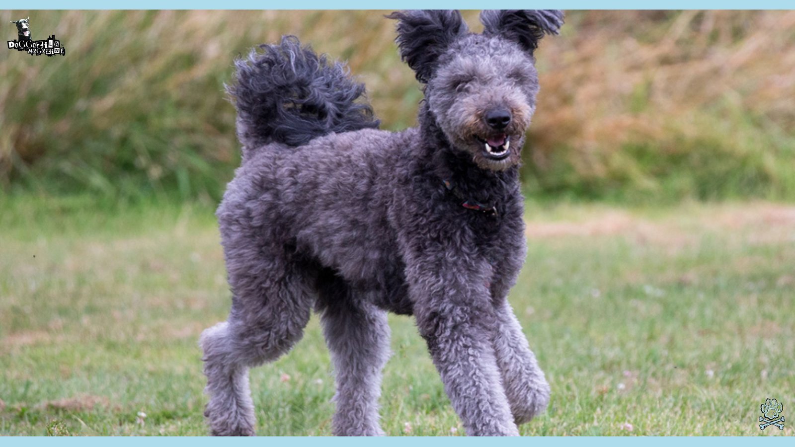 Uncommon happy dog is running happy in the park