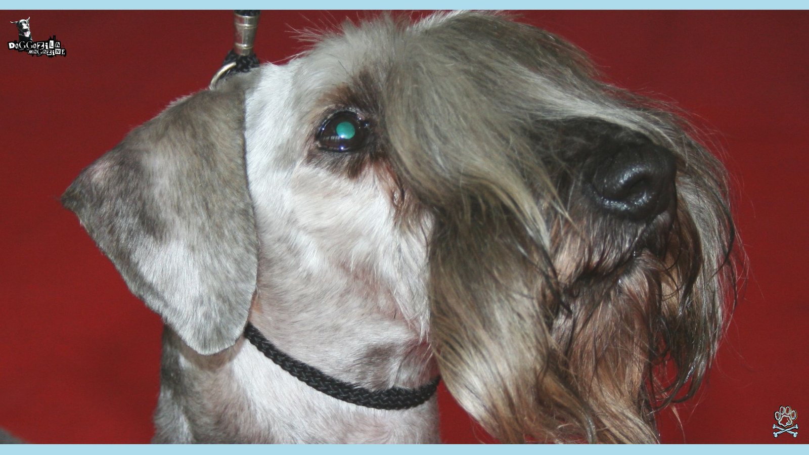 rare dog with weird looking bangs