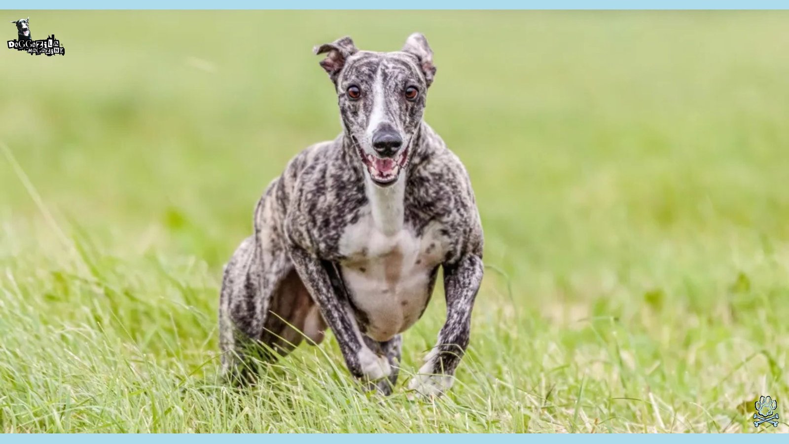 muscular looking dog with lots of big musculus