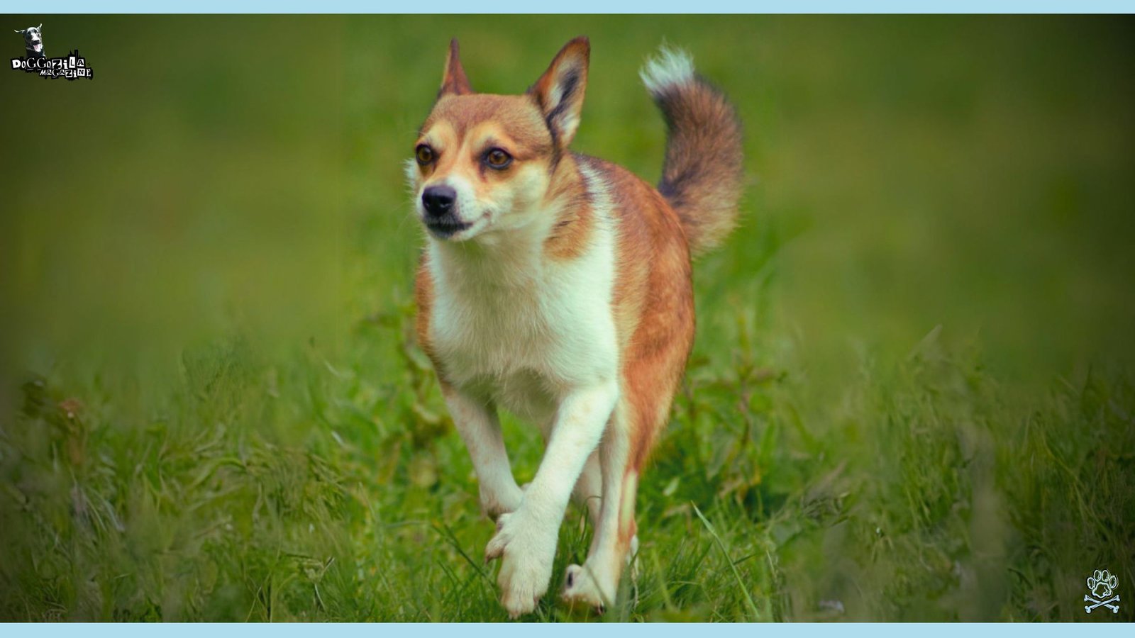 dog that is looking like a fox