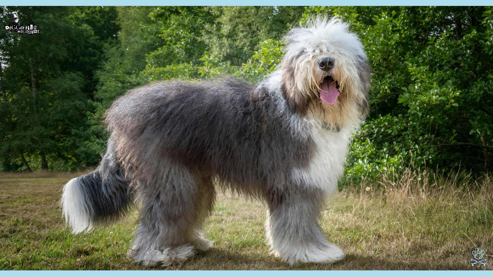 This Fluffy looking dog is one of the least popular breeds