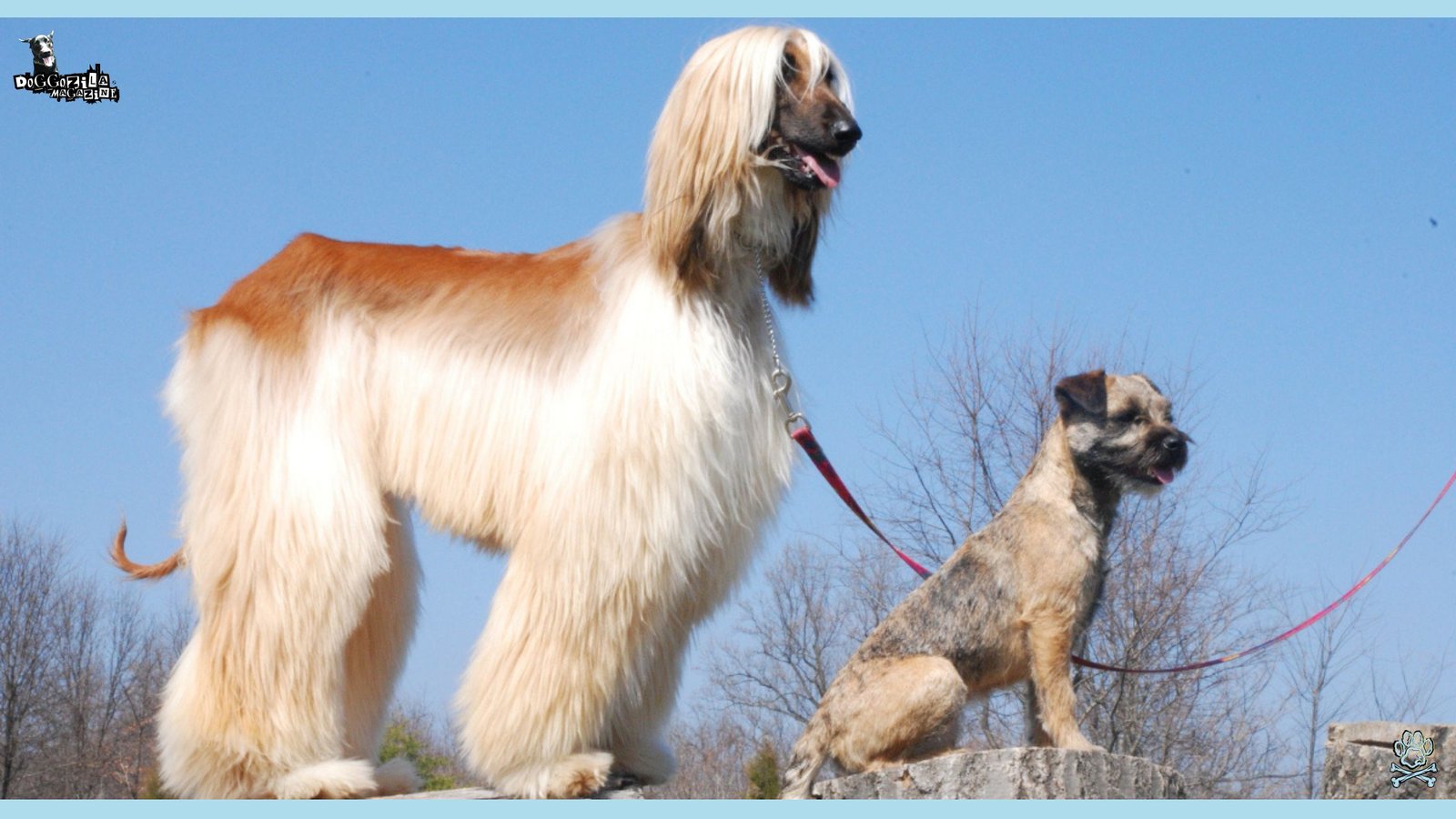 Two of the least popular dog breeds looking into the distant