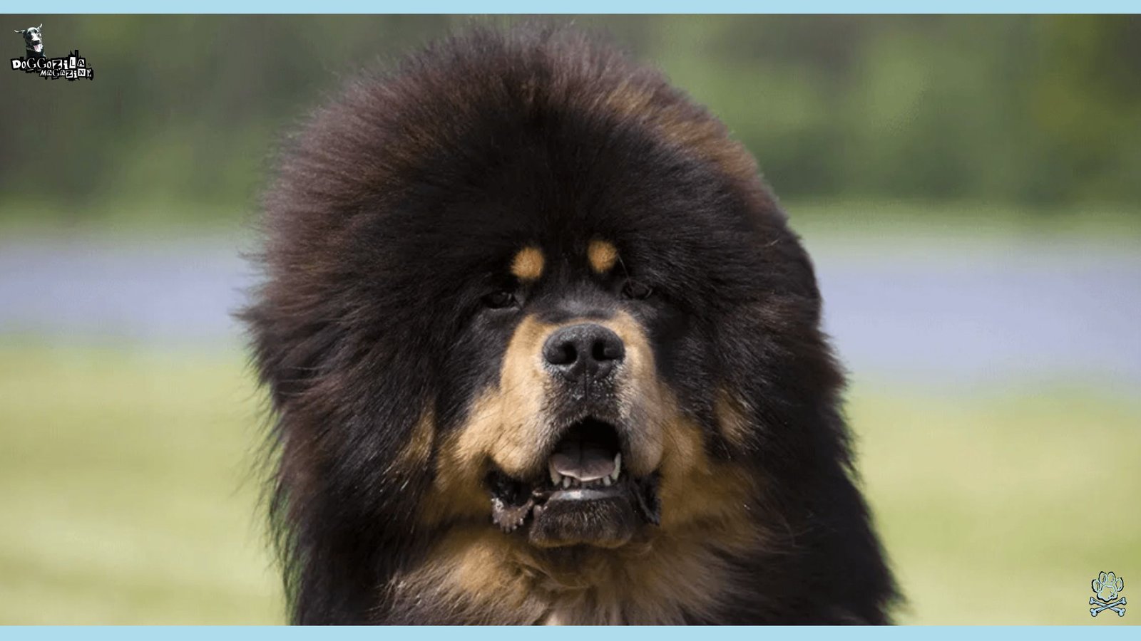 This Fluffy looking dog is another one of the least popular breeds