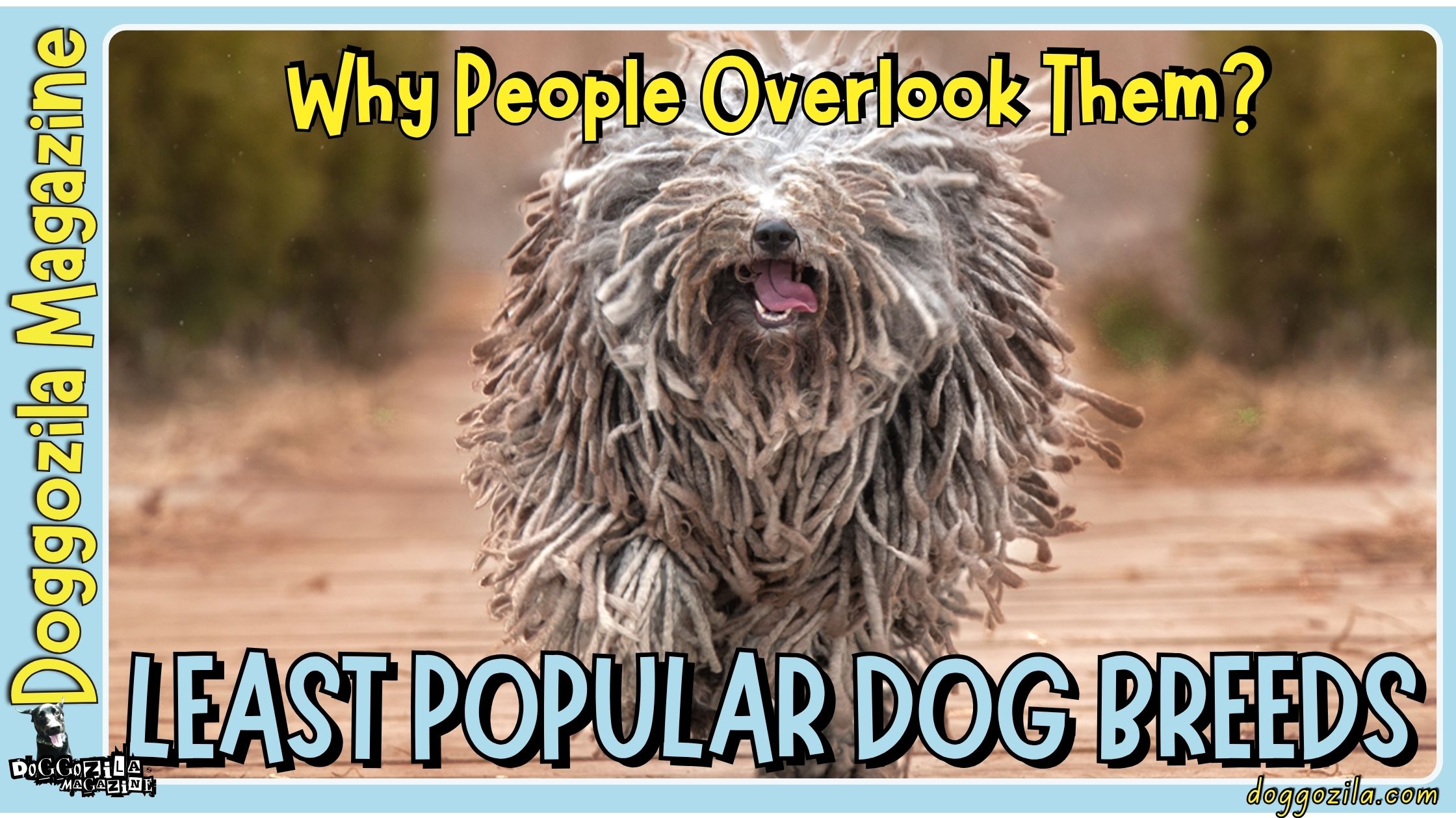 This Rastafarian looking dog is the cover photo for the least popular dog breeds on doggozila magazine