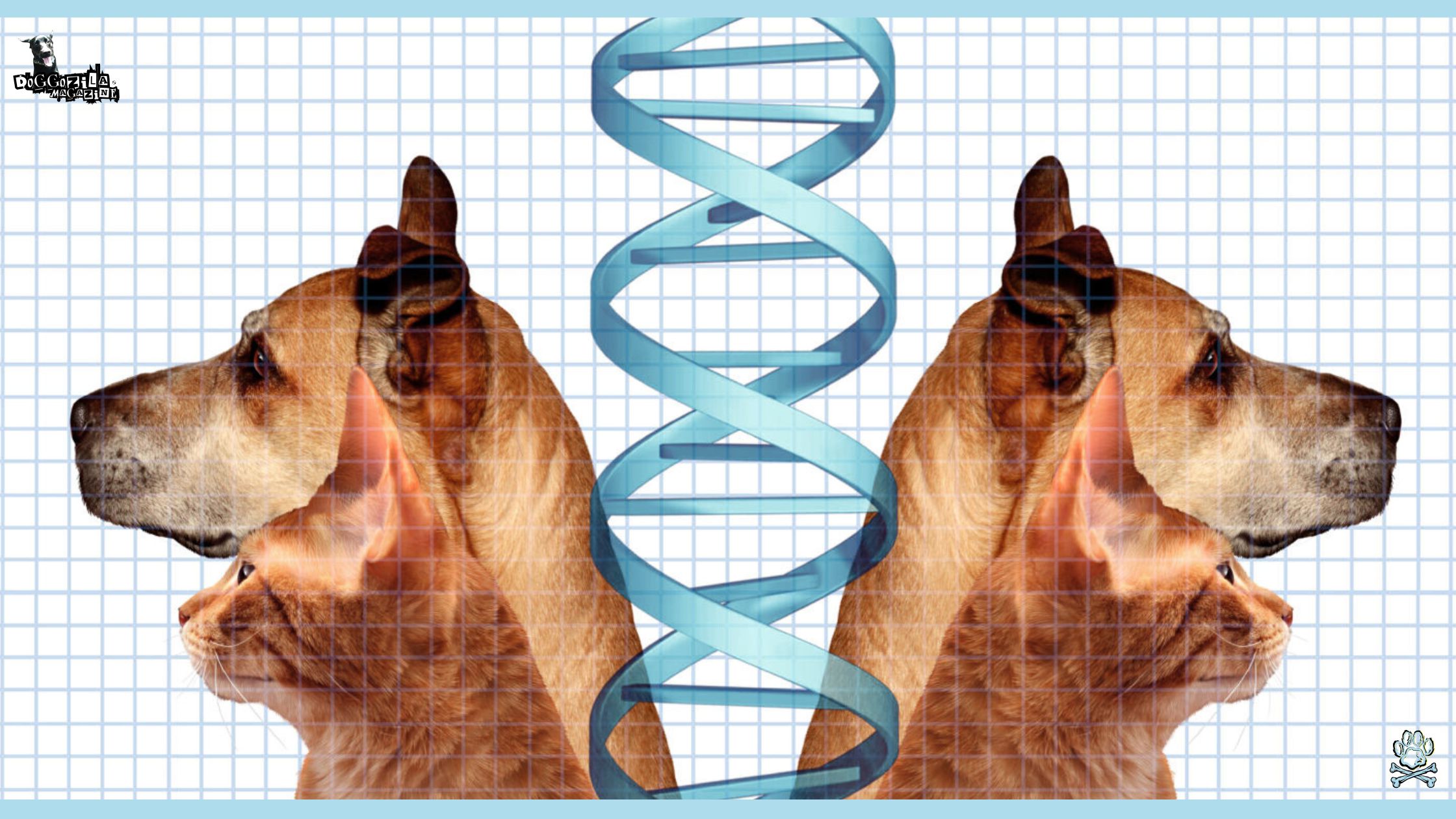 dog clone dna