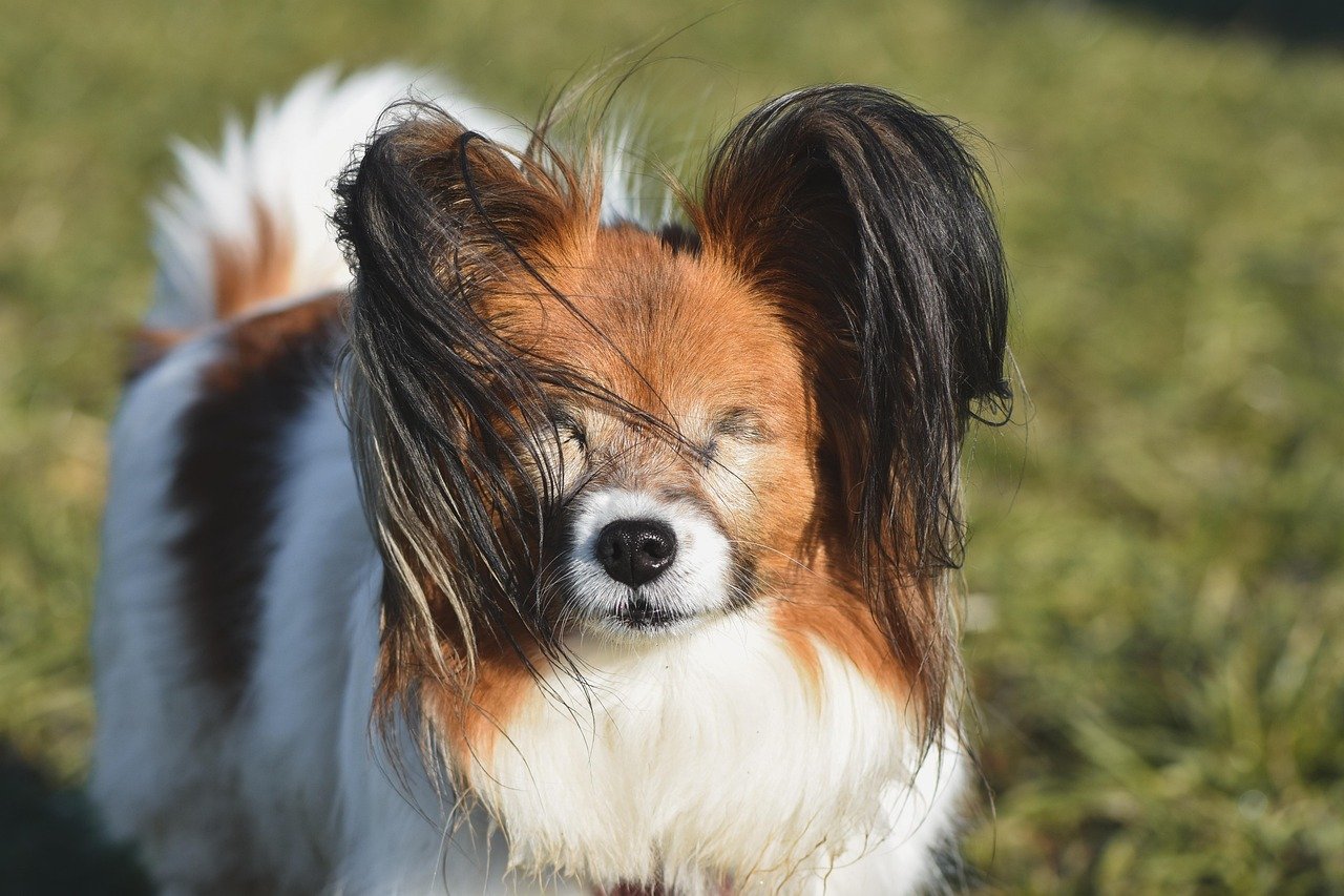 papillon, dog, nature, blind, domestic, mammal, domestic animal, pet, animal