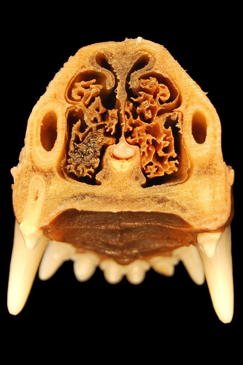 nose, teeth, pet, anatomy, dog, veterinary medicine, caudalansicht, palate, preparation, animal, biology, bone, nasal cavity, to smell, sine, science, skull