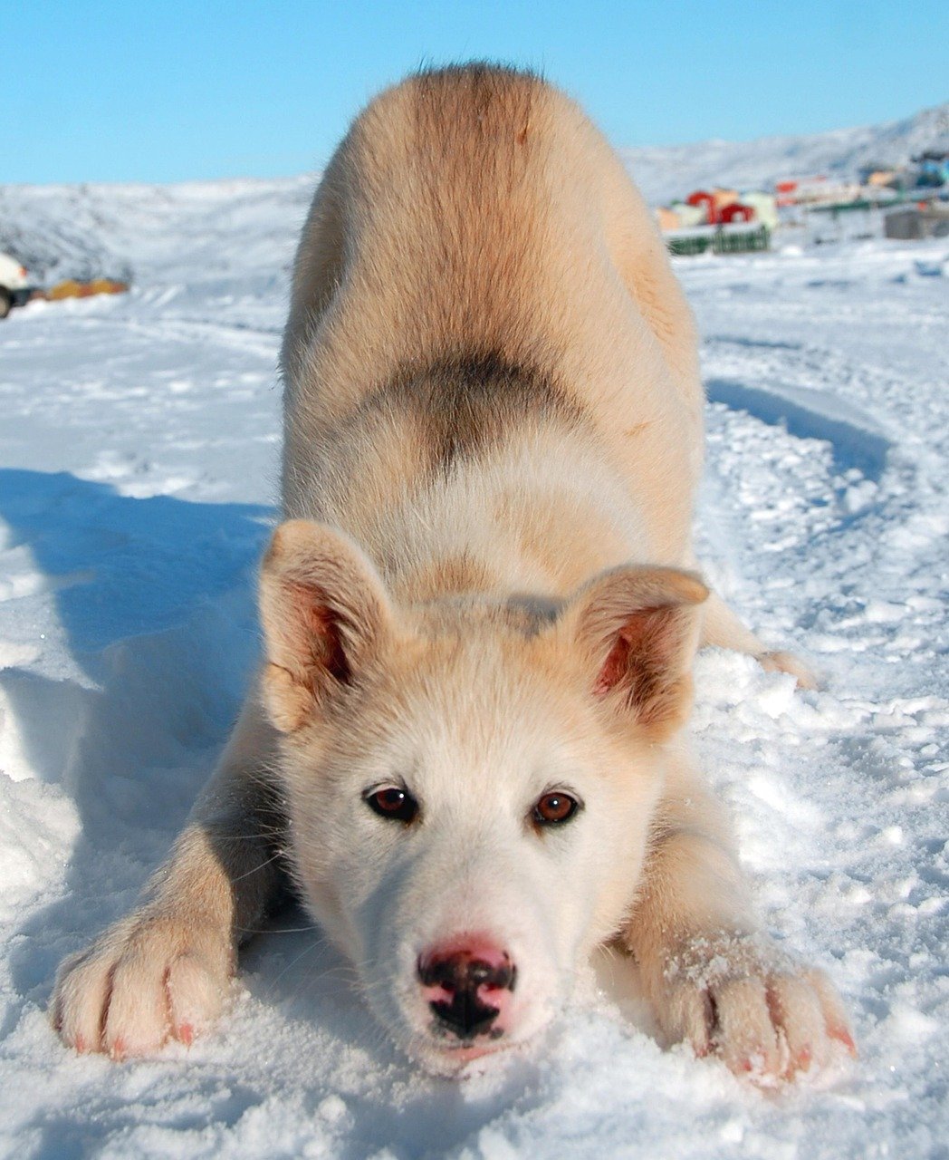 greenland dog, dog, animal, pet, greenland, puppy