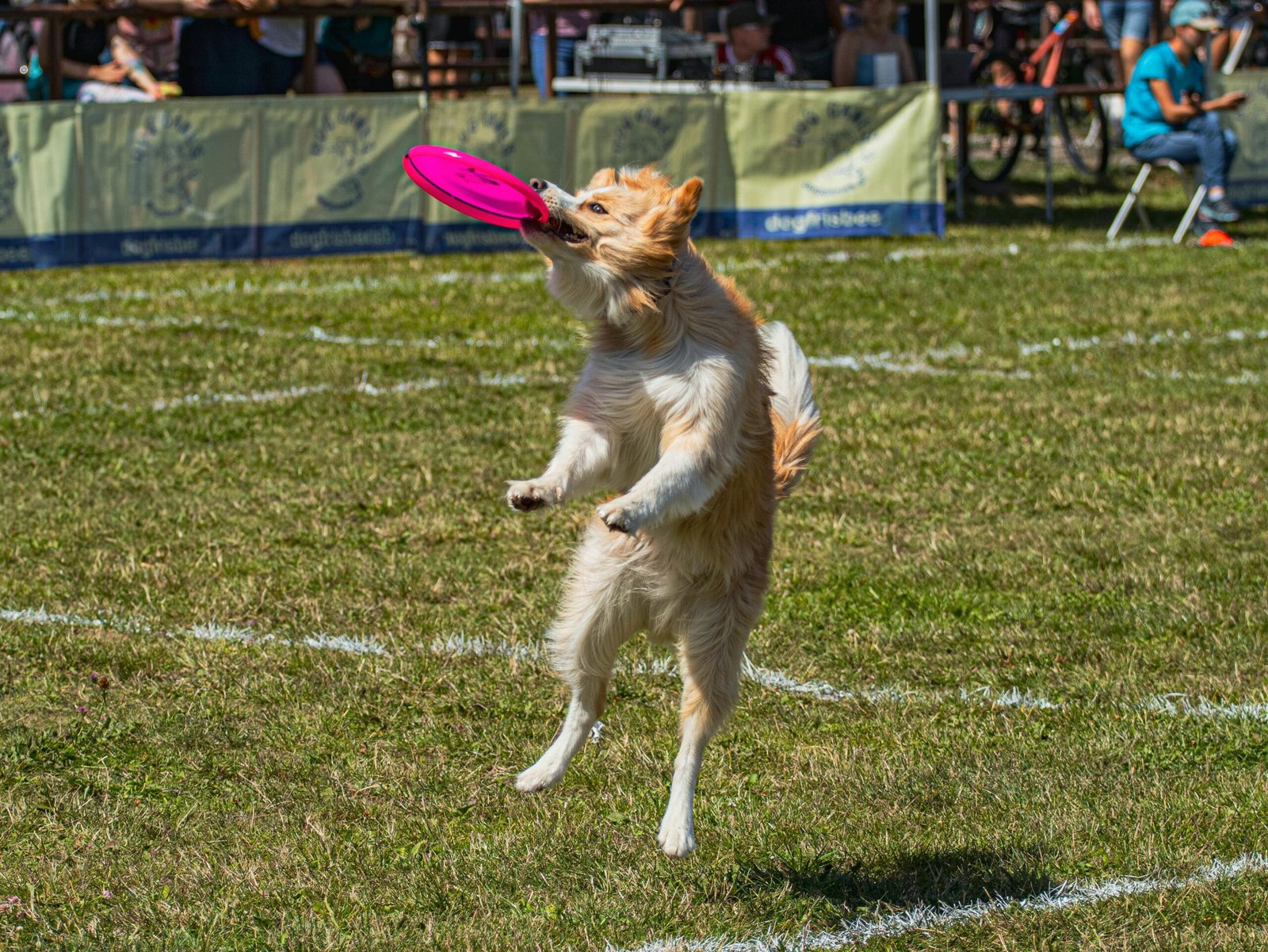 Dynamic photo of a playful dog catching a frisbee outdoors during a sunny day. dog sport topics