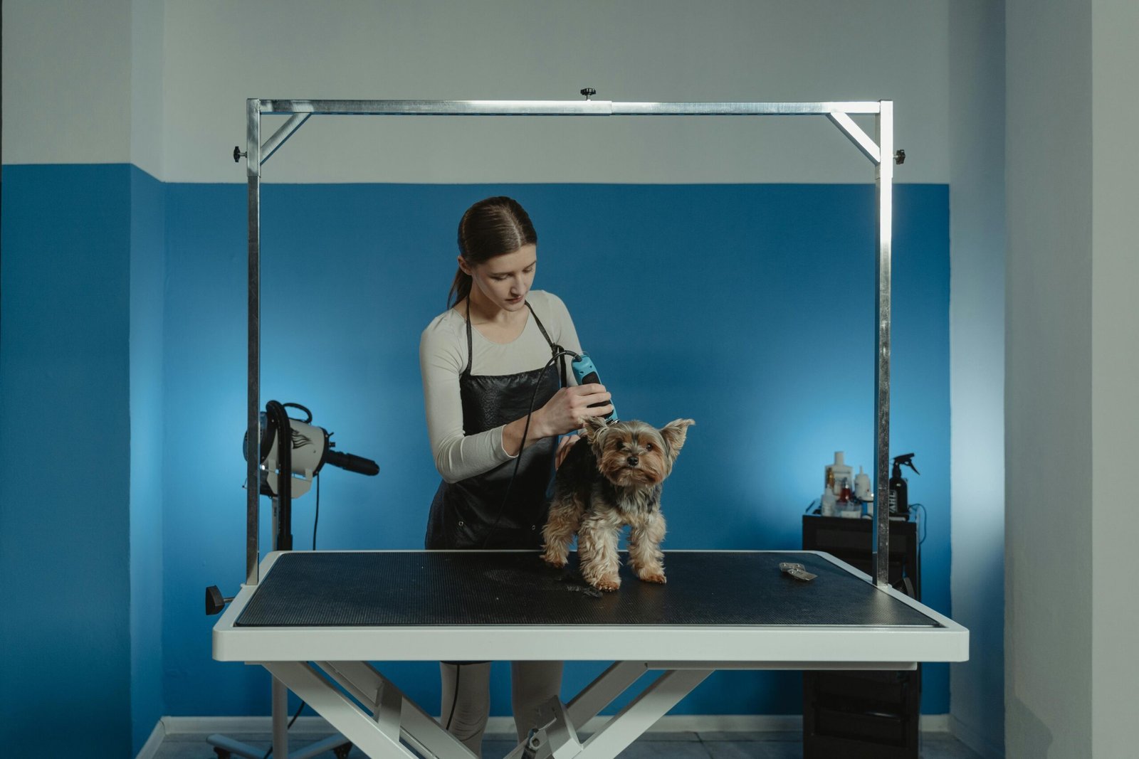 A skilled groomer trimming a cute Yorkshire Terrier in a pet salon.