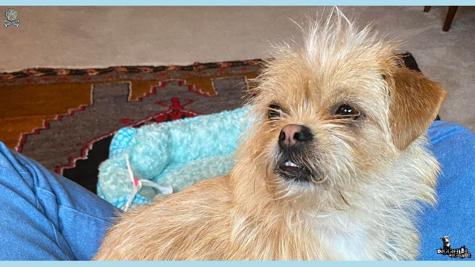 Dach Griffon Mixed Breed Information Guide