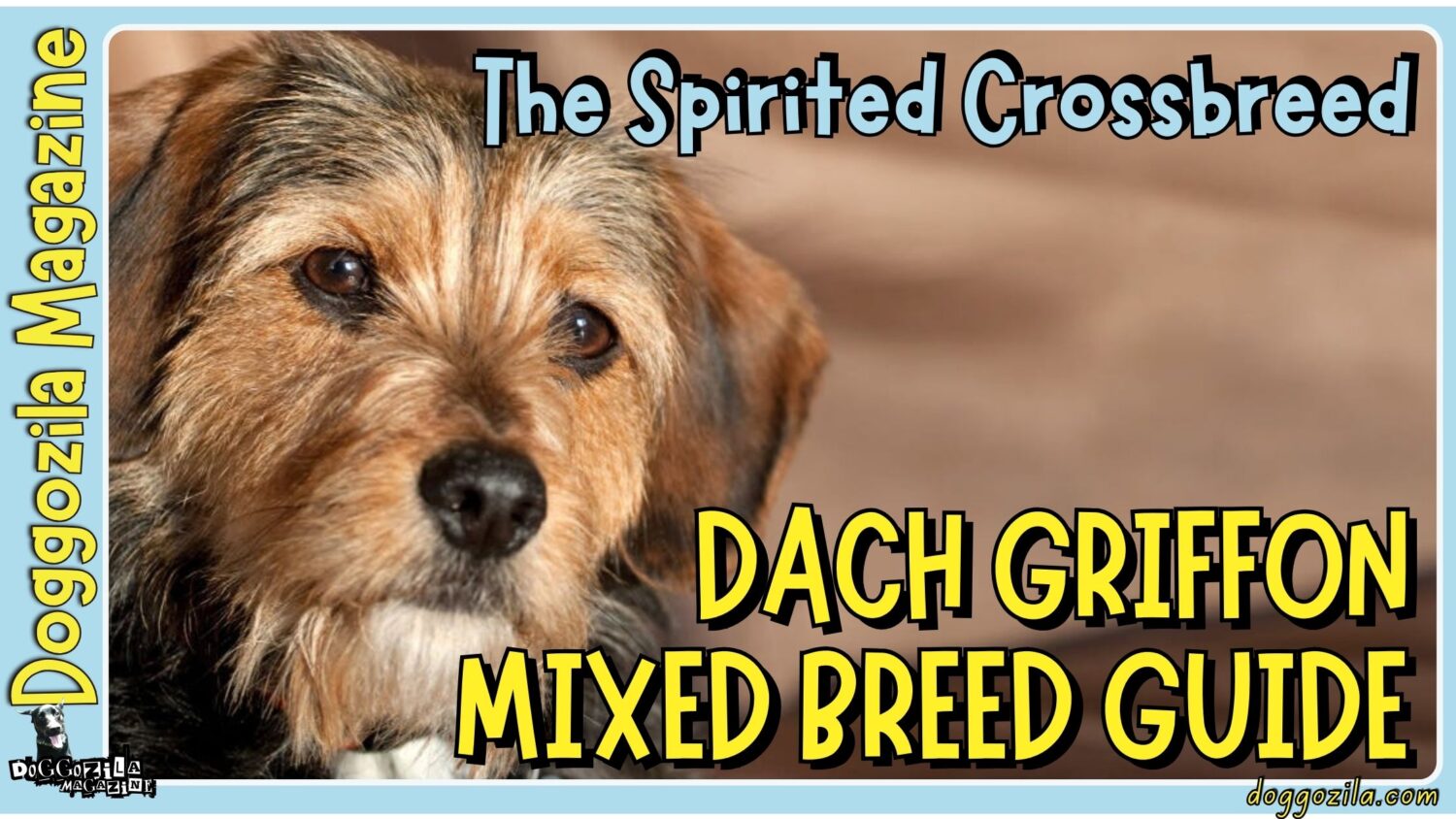Dach Griffon Mixed Breed Guide-The Spirited Crossbreed