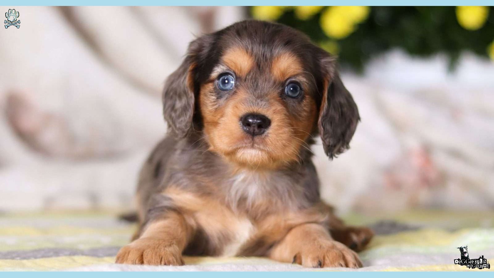 cute little puppy with blue eyes
