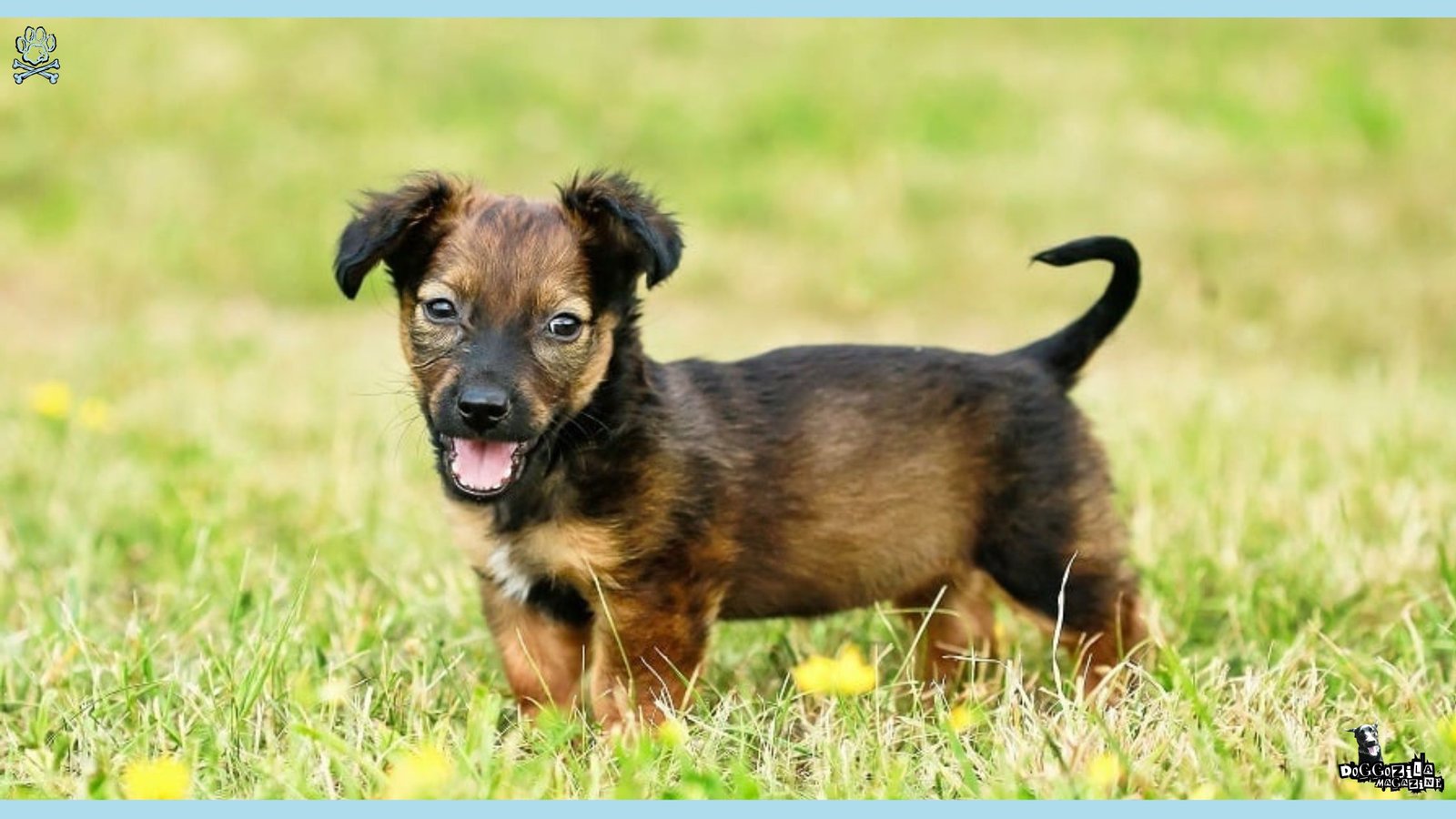 the cutest little puppy mix