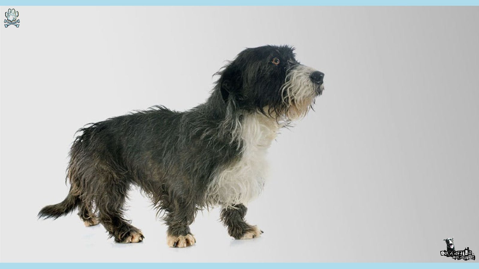 Dach Griffon Mixed Breed Information Guide