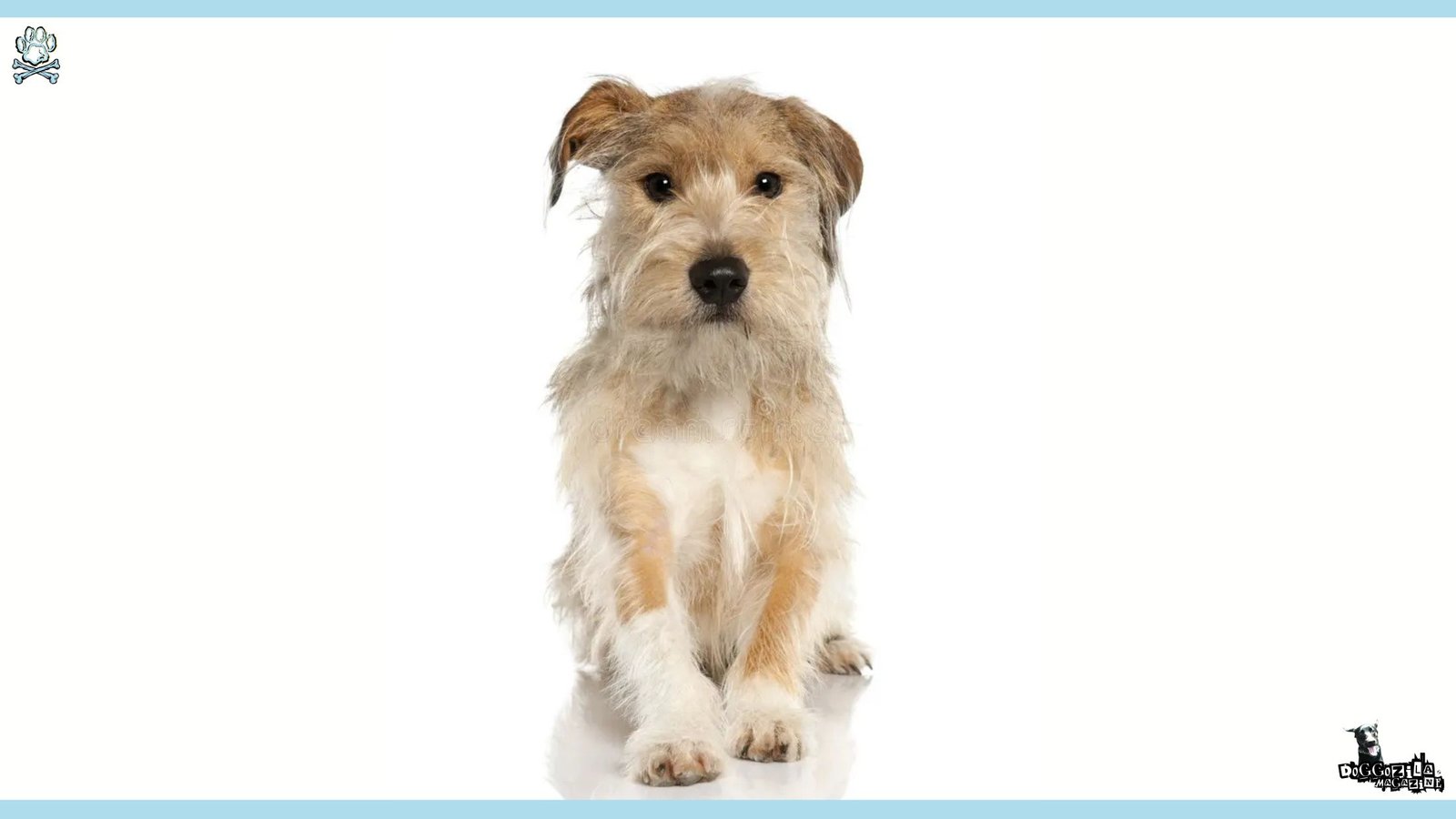 Dach Griffon Mixed Breed Information Guide