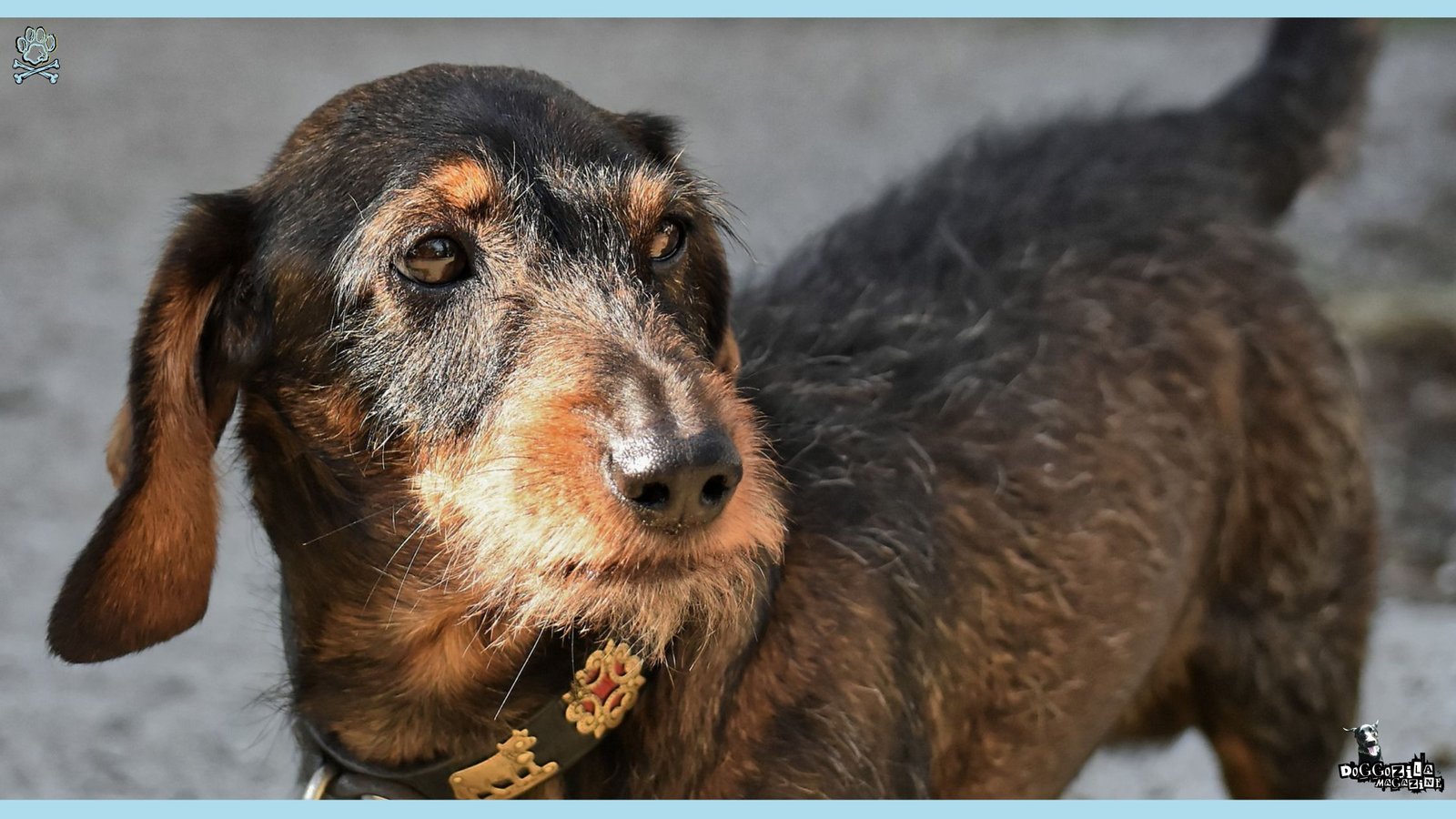 Dach Griffon Mixed Breed Information Guide