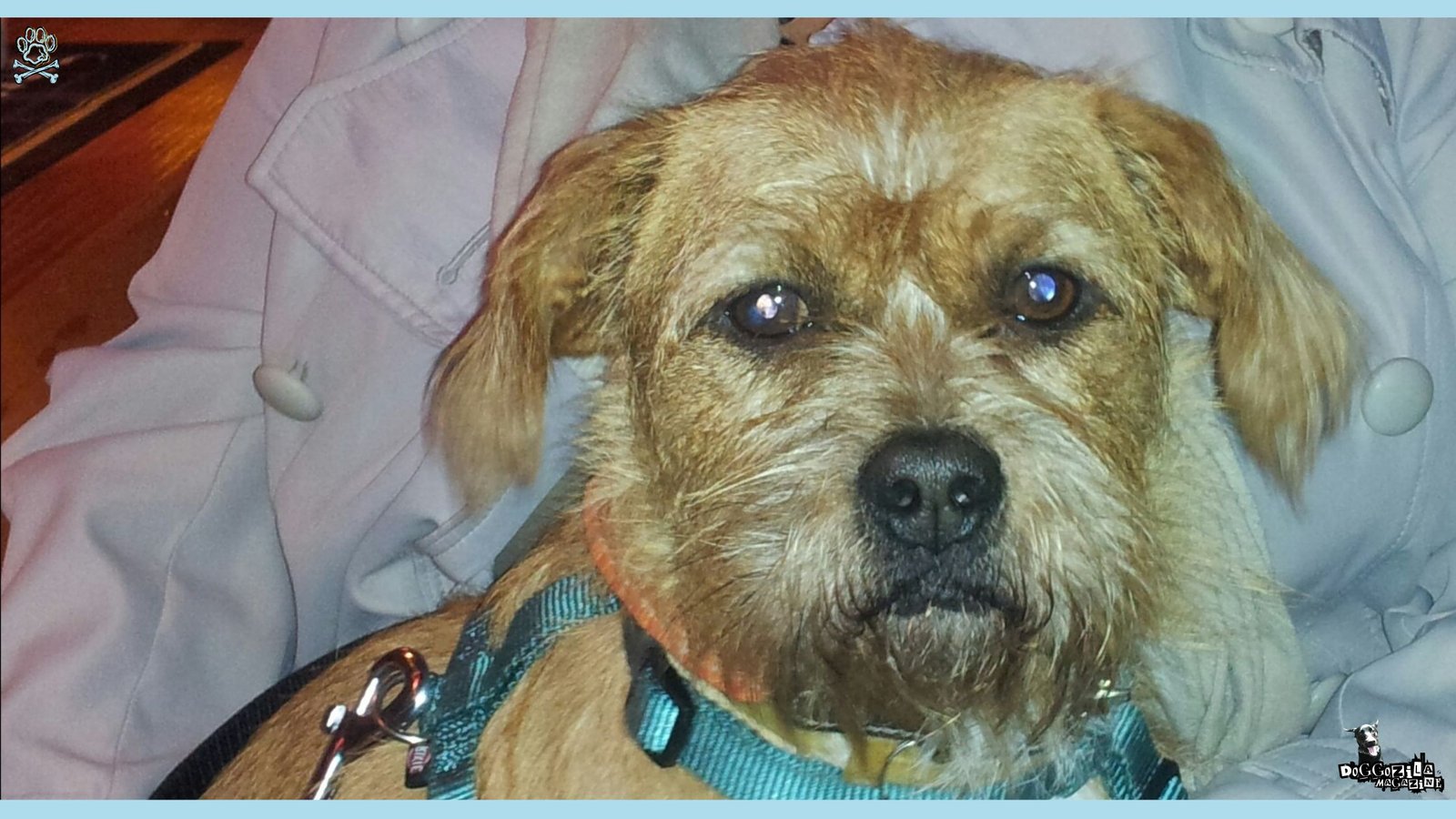 Dach Griffon Mixed Breed Information Guide